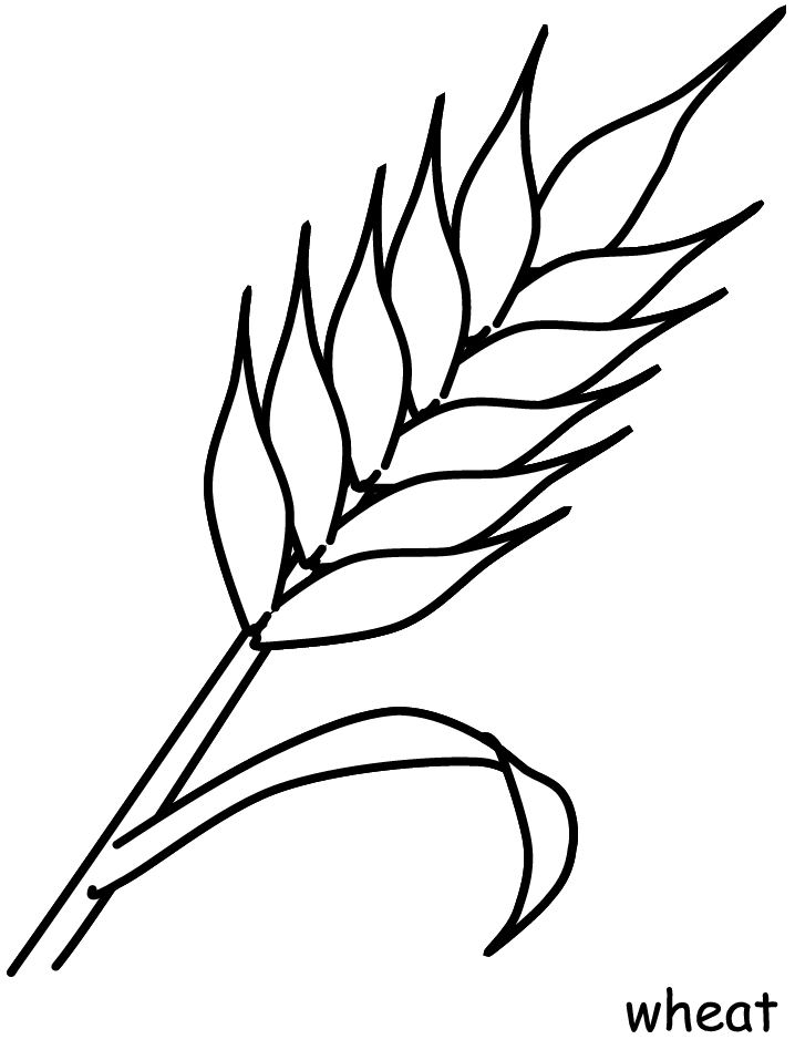 Wheat Flowers Coloring Pages