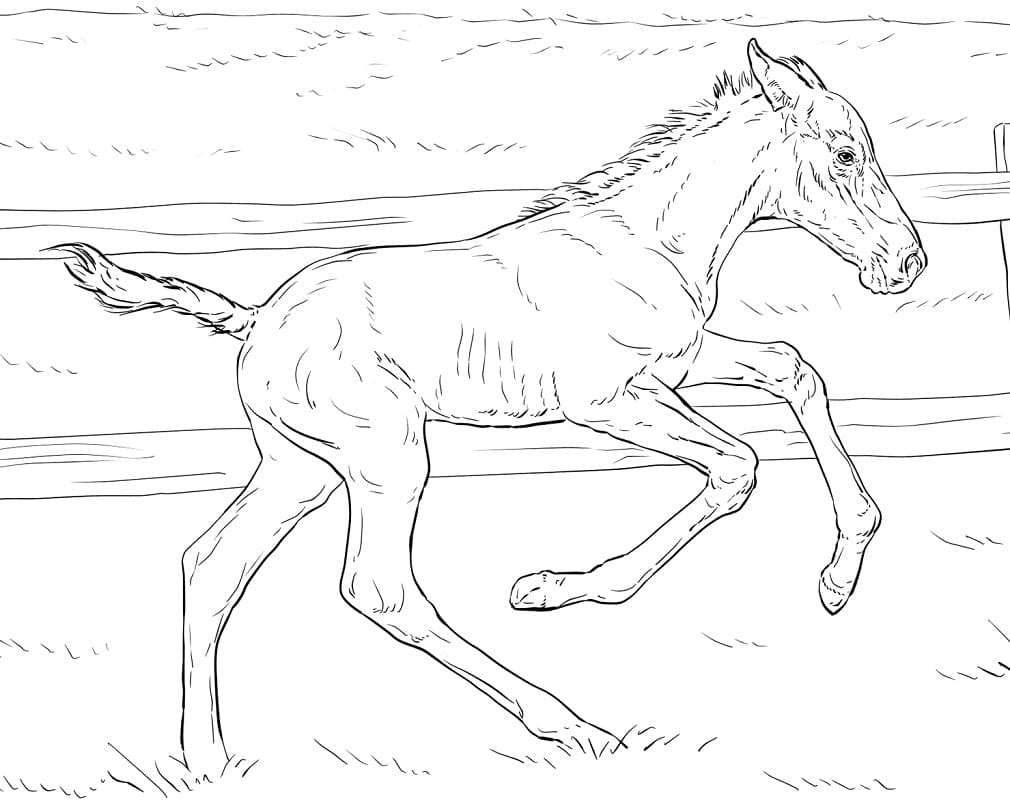 wild buking horse coloring pages