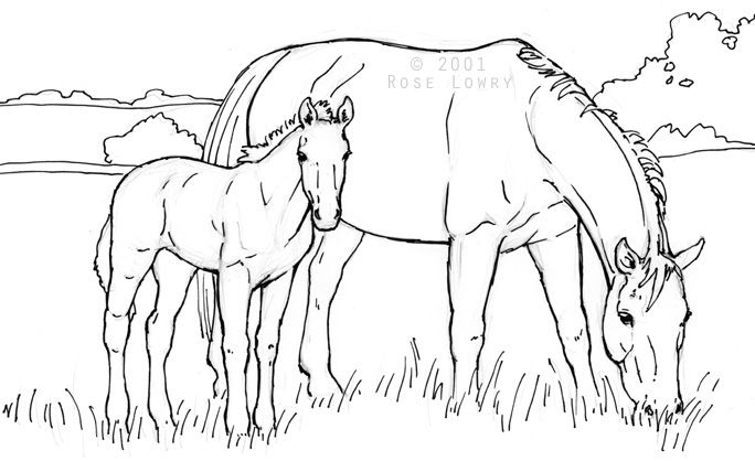 wild horse mare and foal coloring pages
