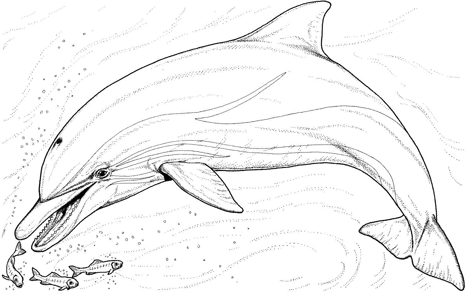 winter dolphin tale coloring pages