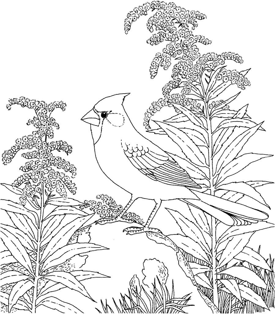 winter flowers coloring pages