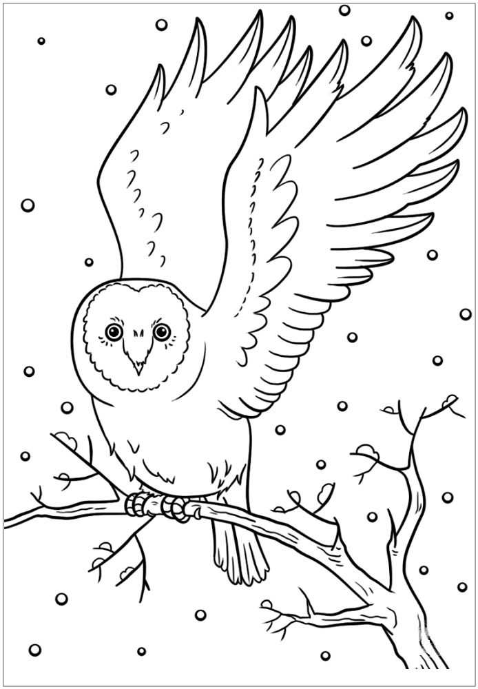 winter owl coloring pages