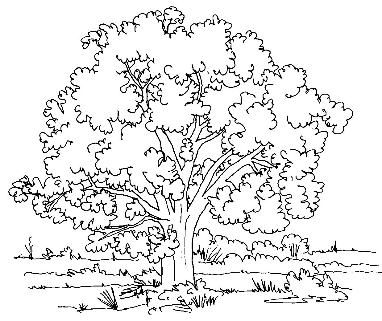 winter tree branch coloring pages