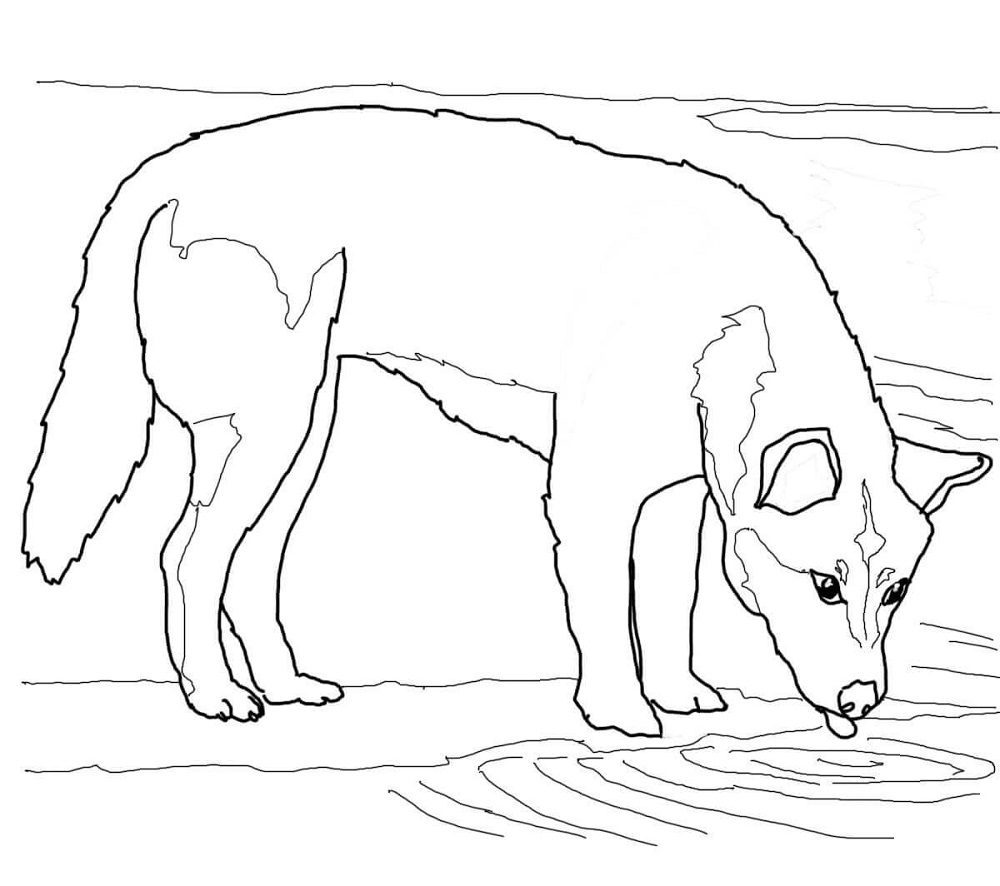 wolf drinking water coloring pages
