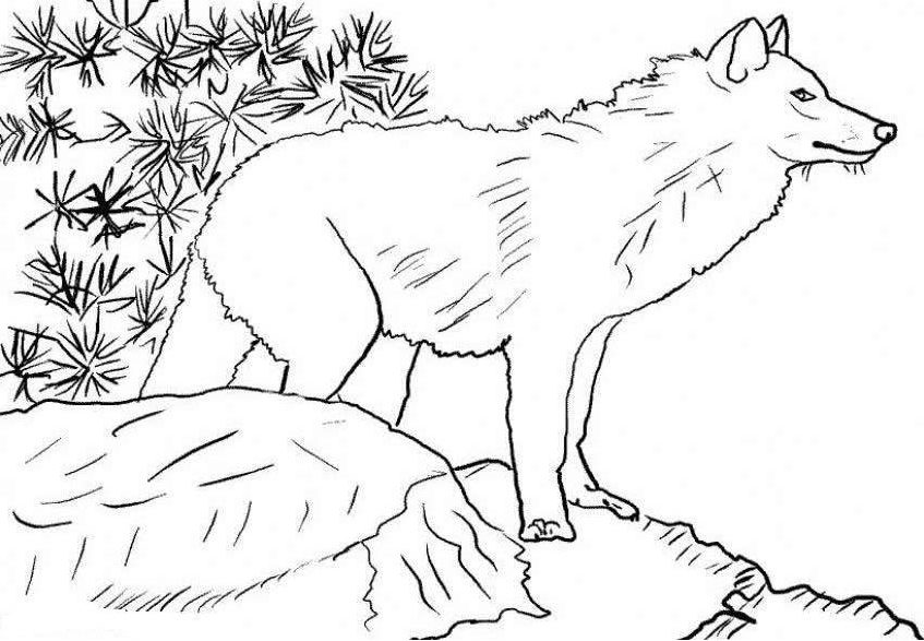 Wolf Coloring Page for Kids