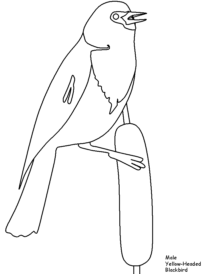 Yellowheadedblackbird Animals Coloring Pages